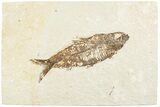 Fossil Fish (Knightia) - Green River Formation #237212-1